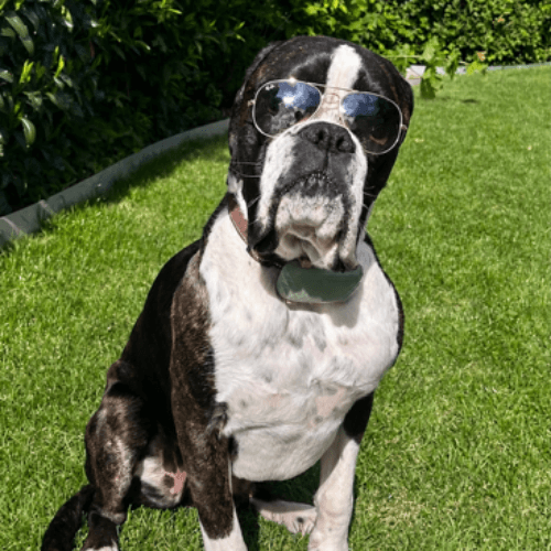 Chief of security
